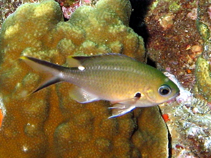 Chromis multilineata